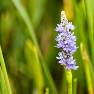 Lavender Essential Oil Smudge Candles In a Variety Of Blends, 11 OZ Glass Pillar Soy Wax Candles, for clearing negative energy